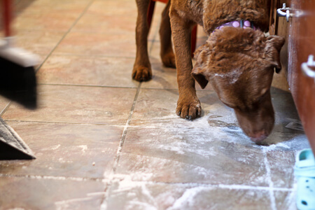My dog helping to clean up spilled flour.
