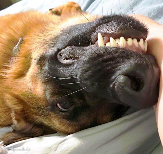 Upside Down German Shepherd Puppy Face