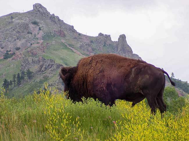bison leading up to Bear Butte