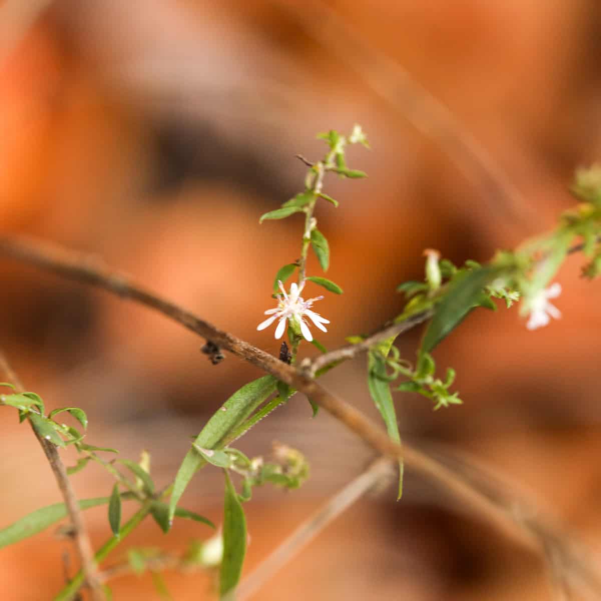 tiny white flower in autumn