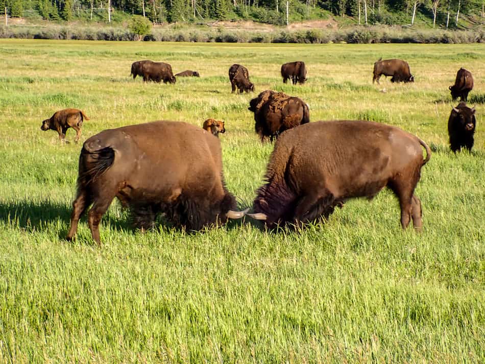 Bison grazing with babies in Wyoming